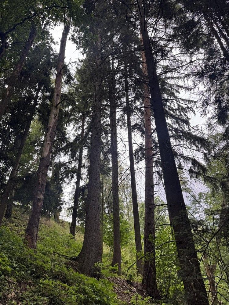 Prodej les - Varnsdorf, okres Děčín, Ústecký kraj - 5