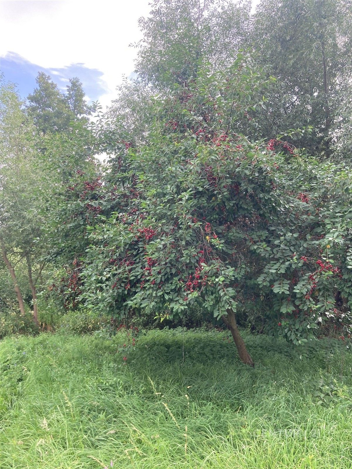 Prodej pozemek - Staňkovice