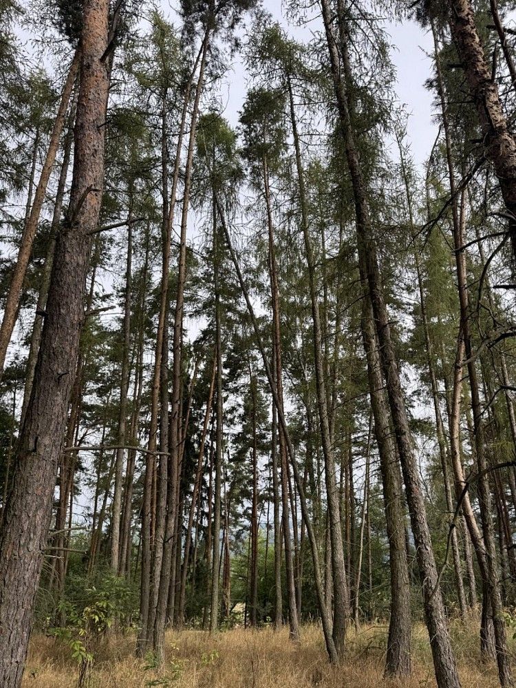 Lesy, Kladruby - Hřešihlavy, okres Rokycany - 1