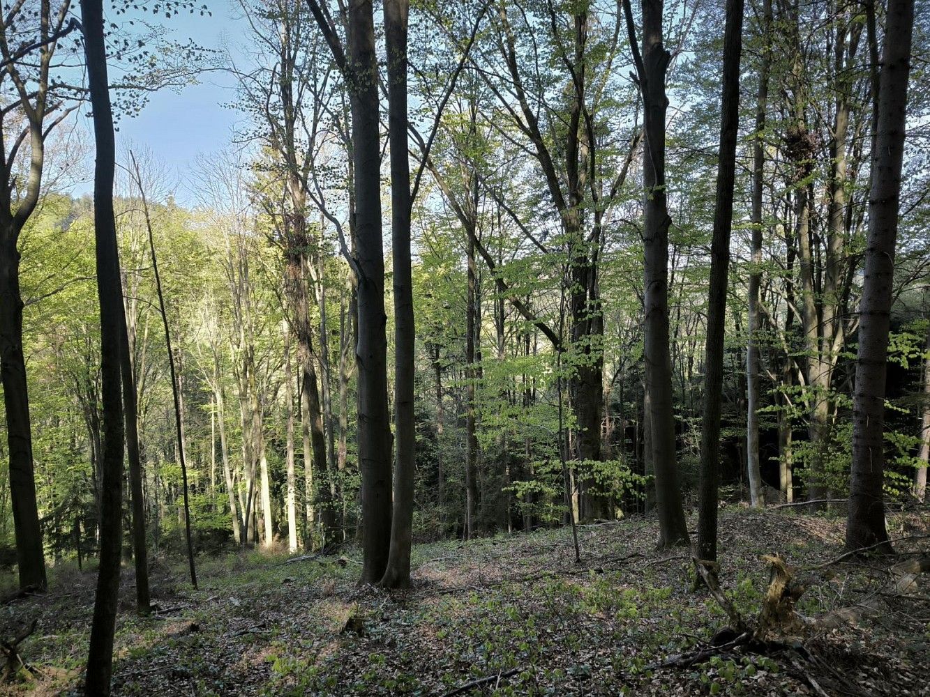 Les, 5 288 m²