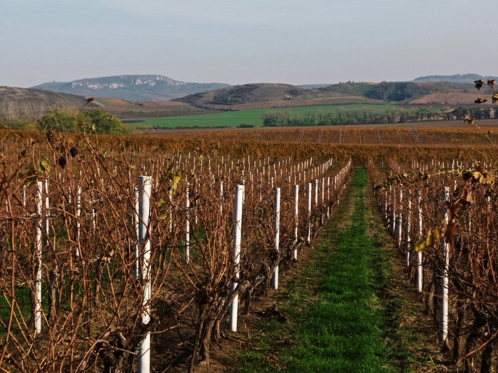 Prodej pozemek - Novosedly, 43 m²