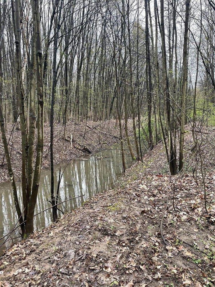 Lesy, Rybitví - Nýřany, okres Pardubice, Pardubický kraj - 2