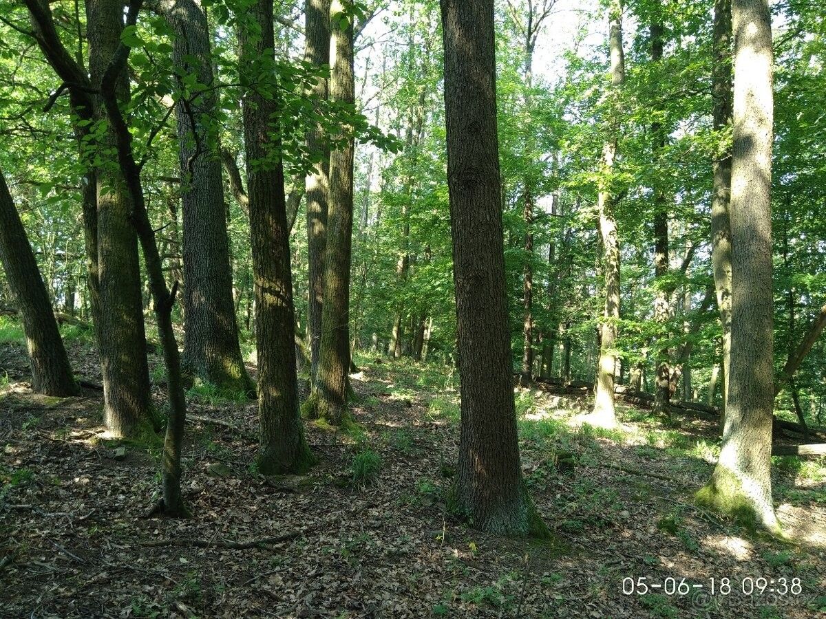 Prodej les - Uherské Hradiště, 686 01, 5 251 m²