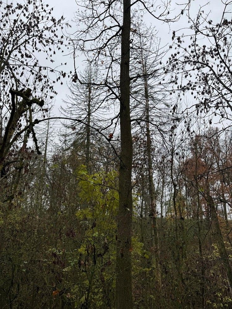 Lesy, Boreč - Drnovice, okres Mladá Boleslav, Středočeský kraj - 2