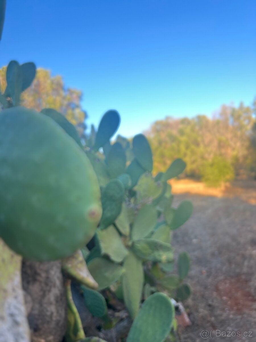 Prodej chata - Olomouc, 779 00