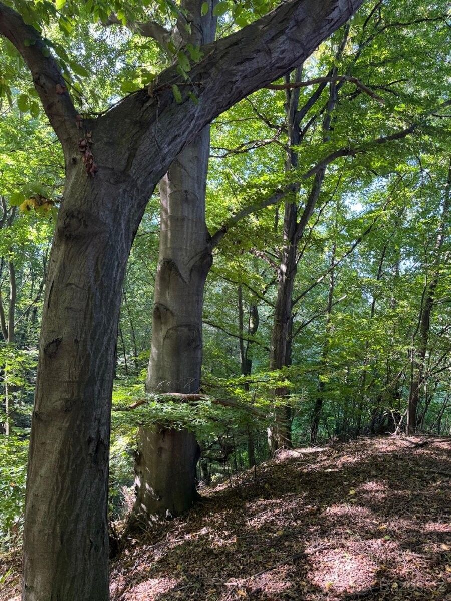 Prodej pozemek pro bydlení - Šenov u Ostravy, 739 34