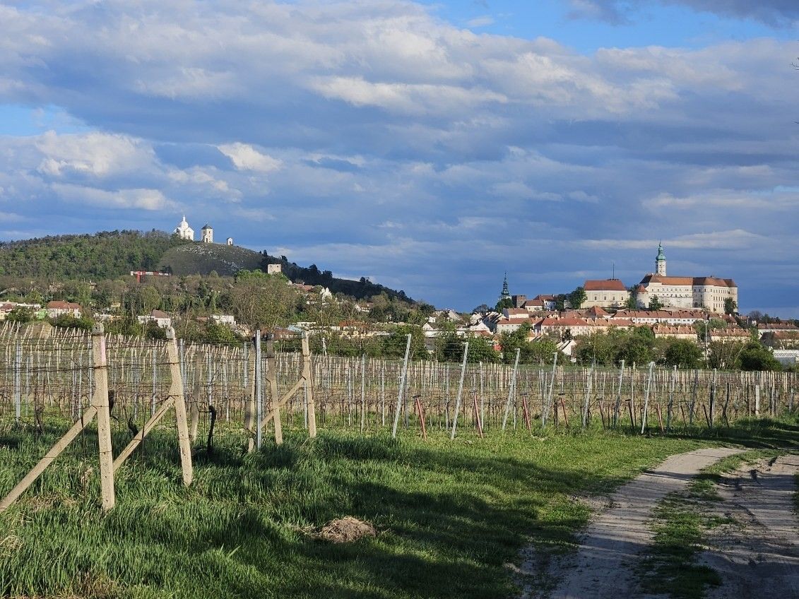 Ostatní, Nová 1, Mikulov, 4 809 m² - 1