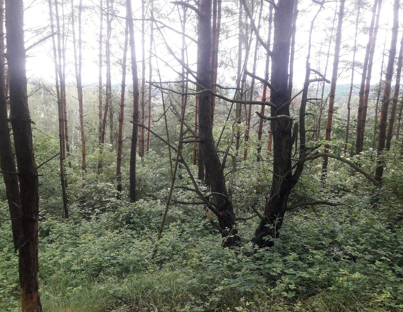 Prodej les - Zduchovice, okres Příbram, Středočeský kraj - 1