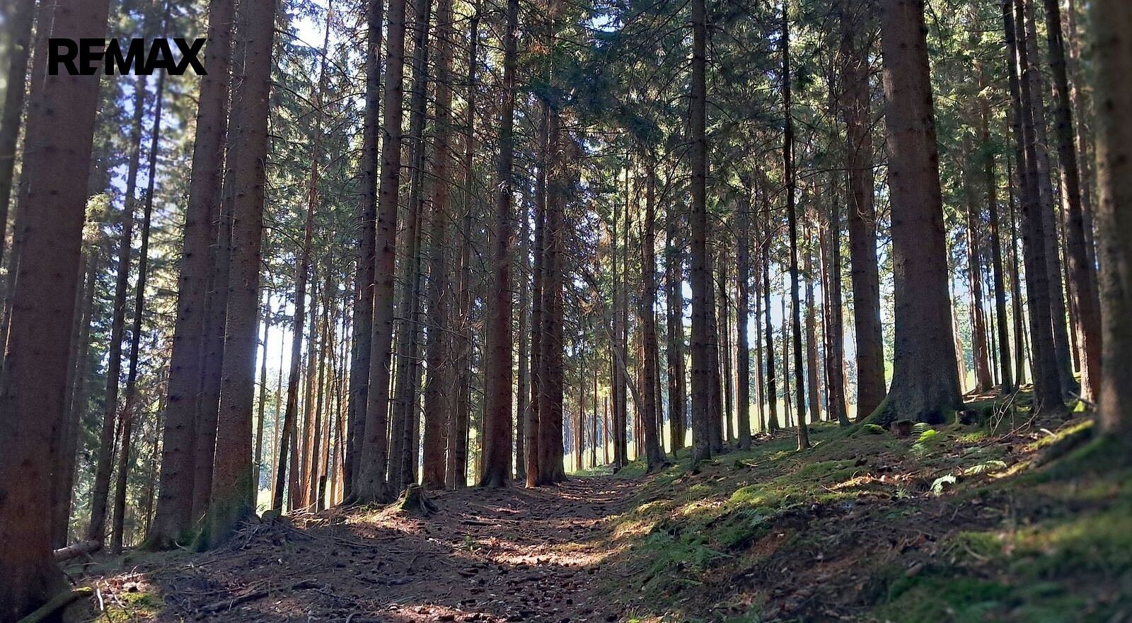 Prodej les - Hlavňovice, okres Klatovy, Plzeňský kraj - 5