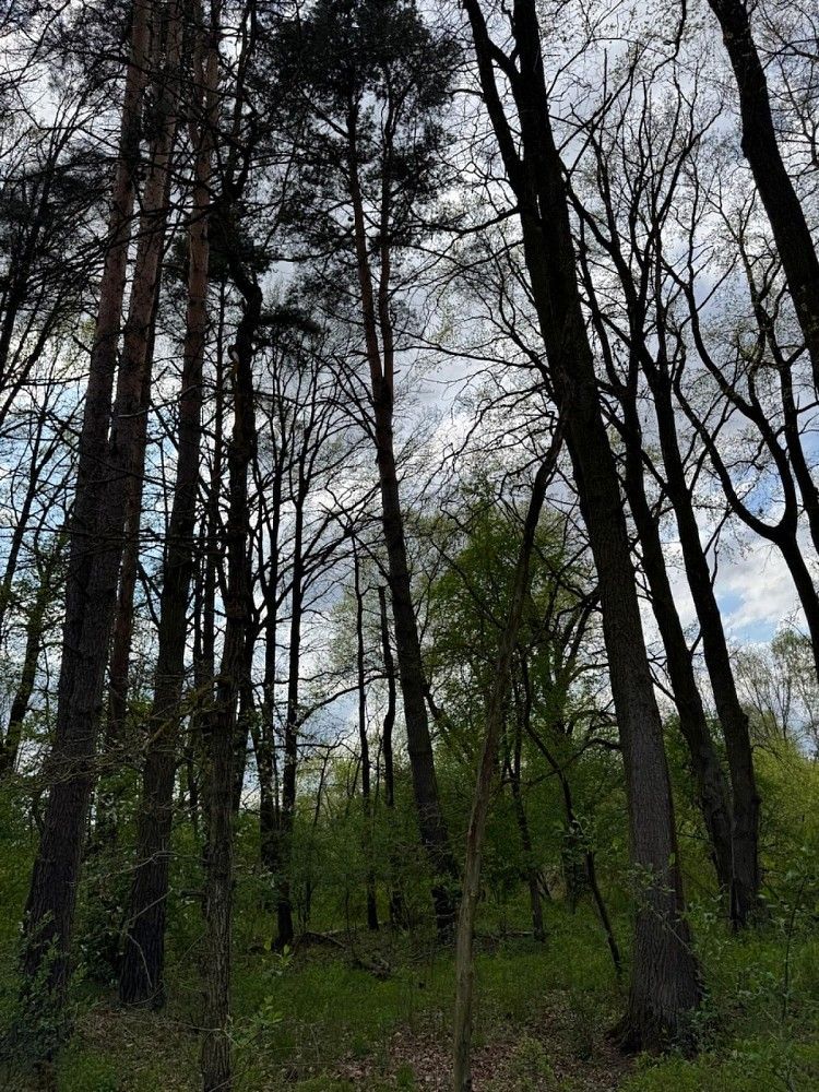 Prodej pozemek - Novosedly nad Nežárkou - 5