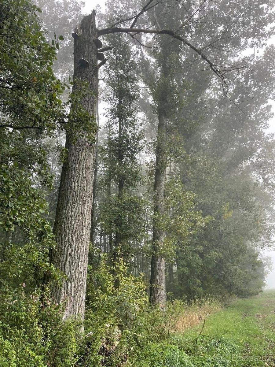 Pozemky pro bydlení, Dobruška, 518 01