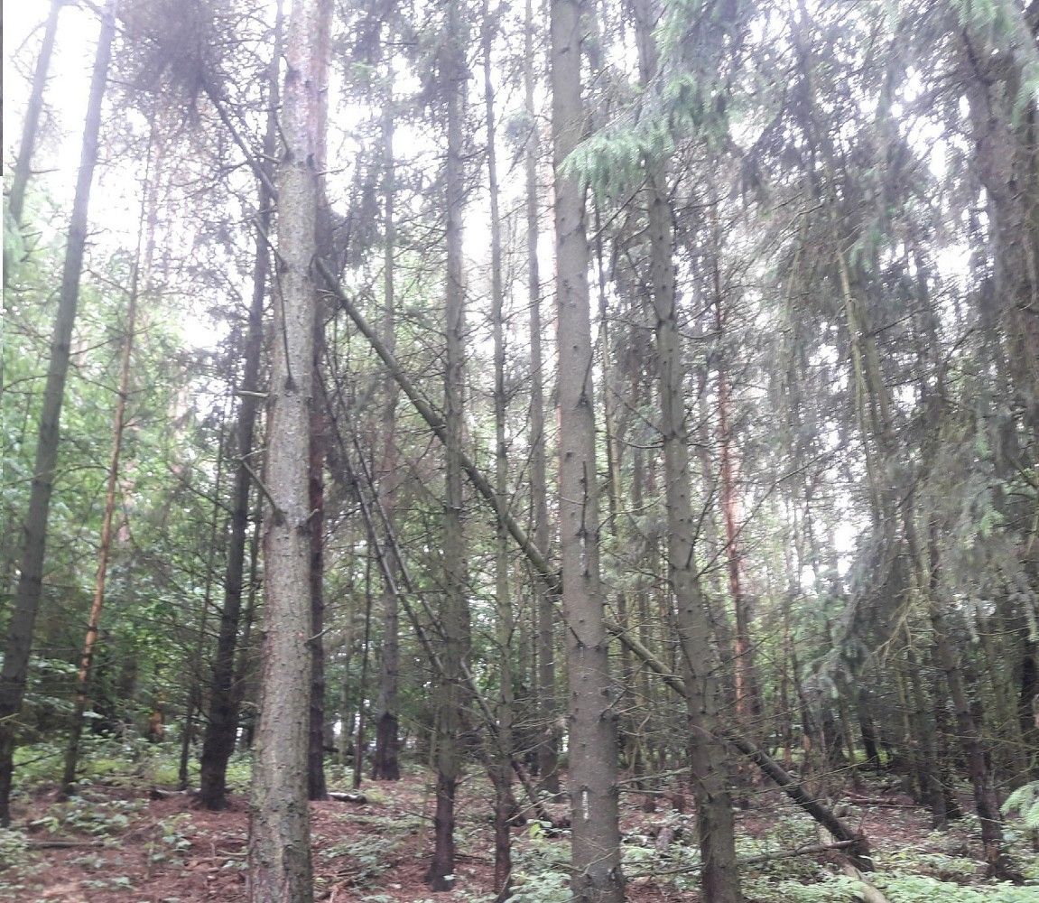 Prodej les - Zduchovice, okres Příbram, Středočeský kraj - 2