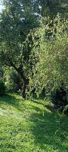 Rodinný dům · 500 m² · Masarykovo náměstí, Jihlava - 3