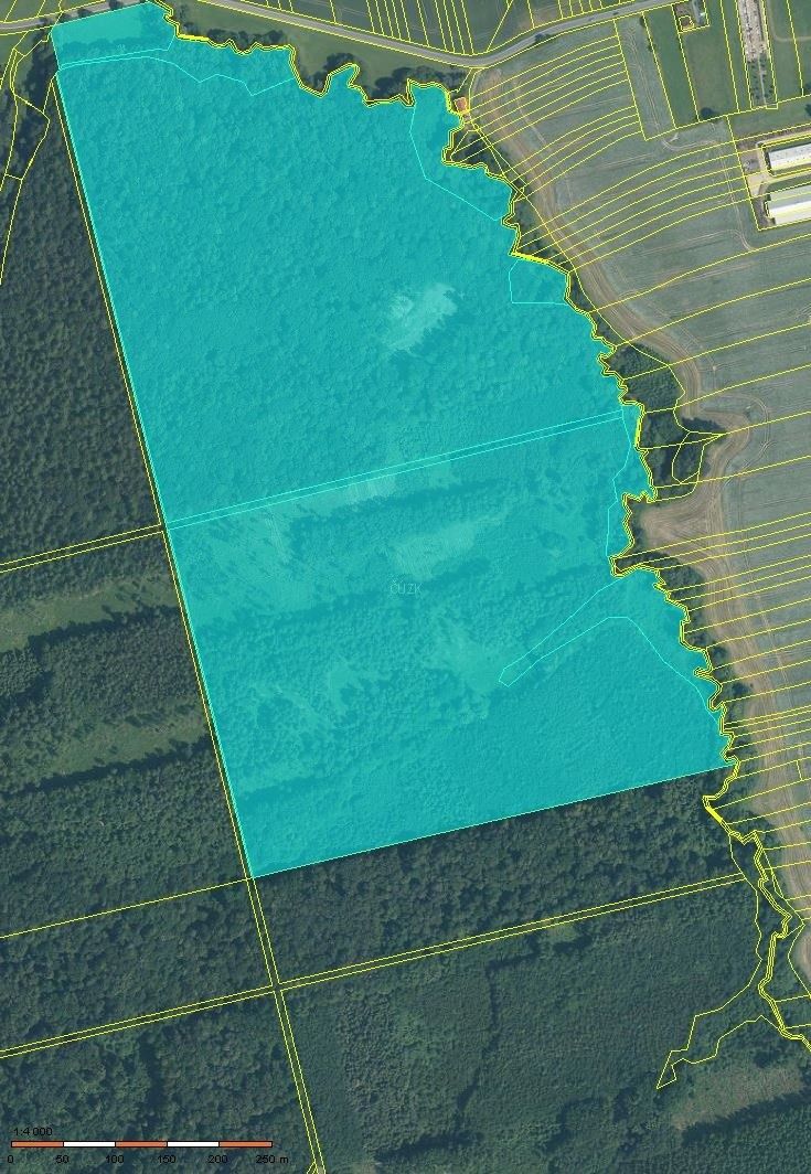 Prodej les - Horní Těšice