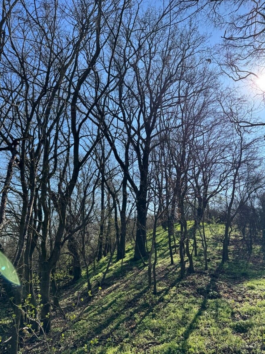 Pozemky pro bydlení, Jevišovice, 671 53