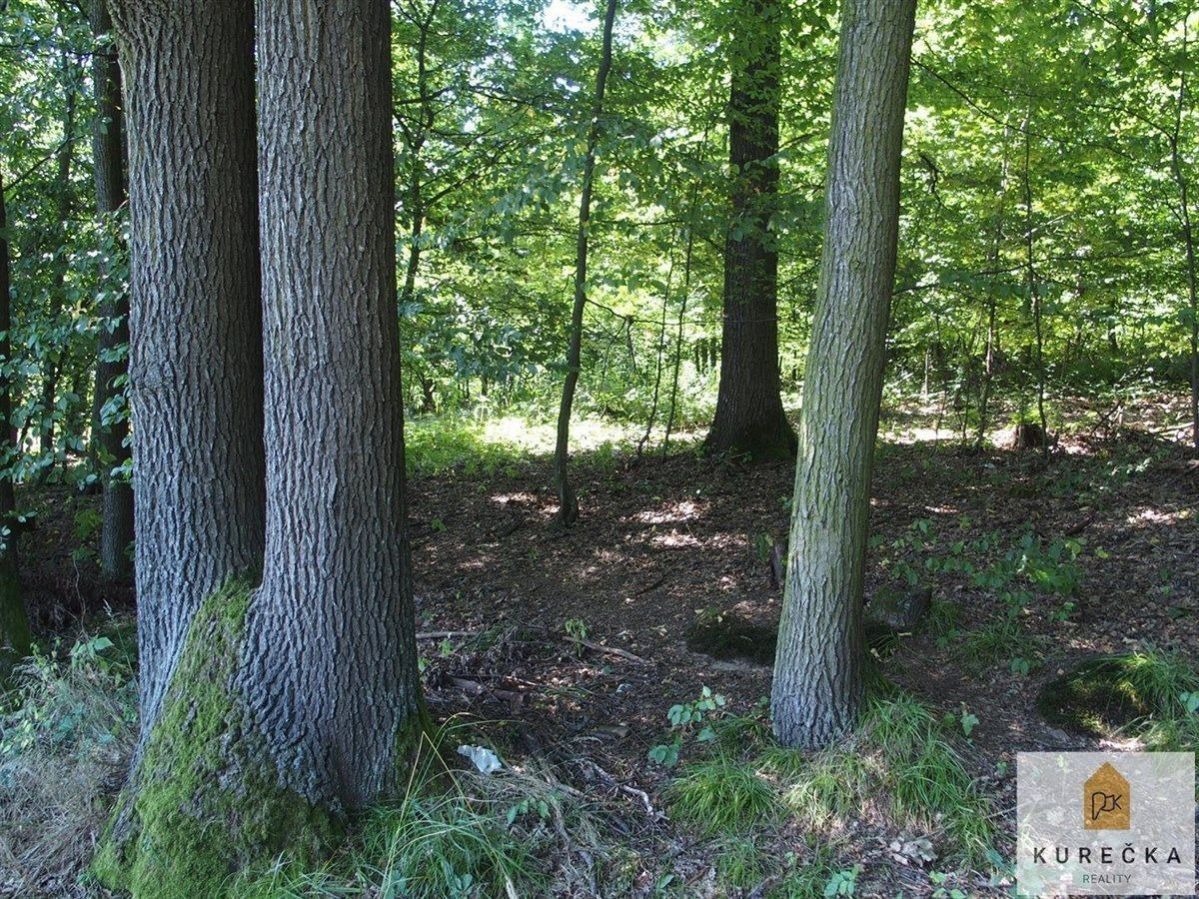 Prodej les - Dívčí Hrad, 1 m²