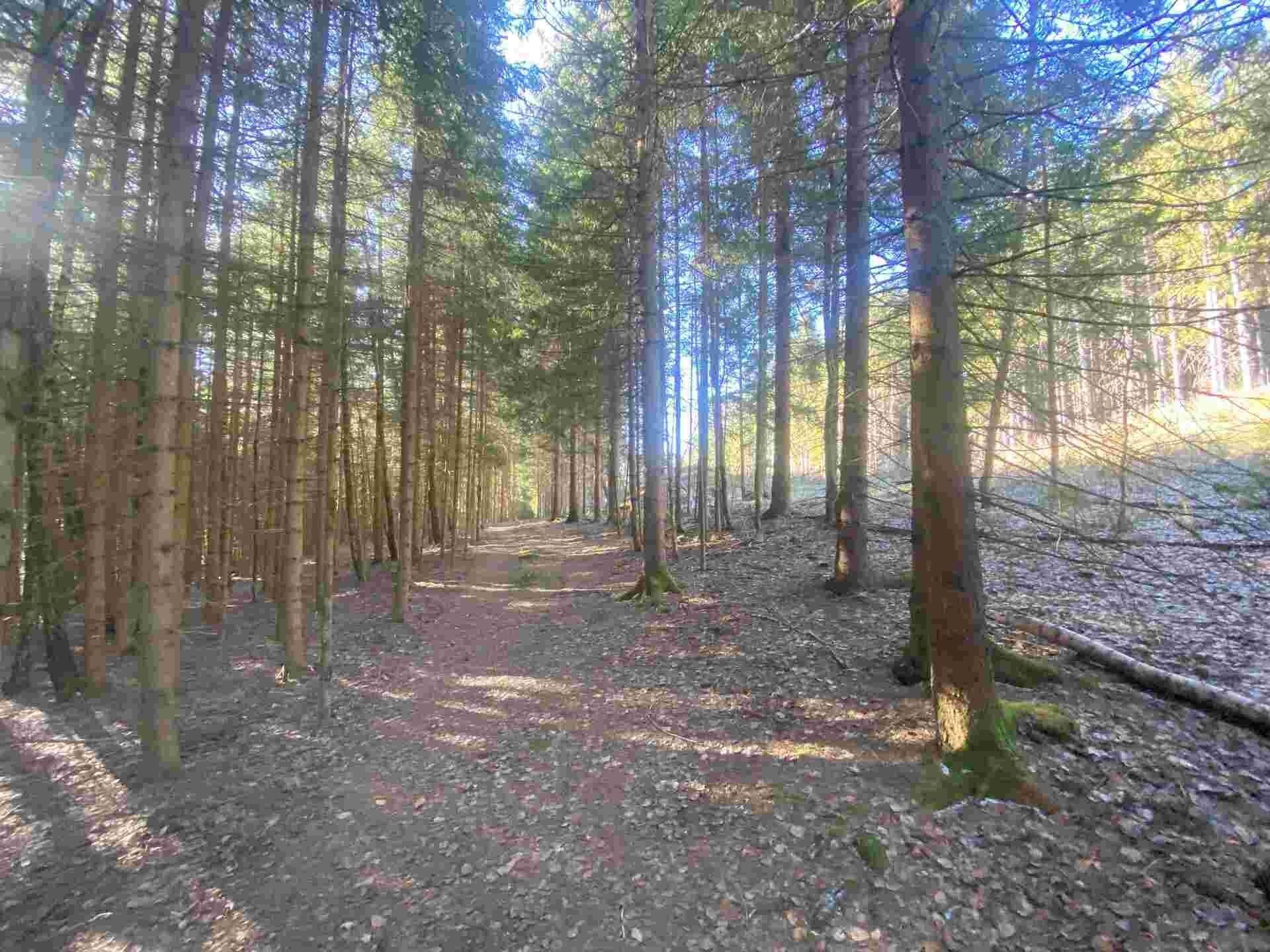 Zemědělské pozemky, Železná Ruda Špičák, 1 644 m² - 1