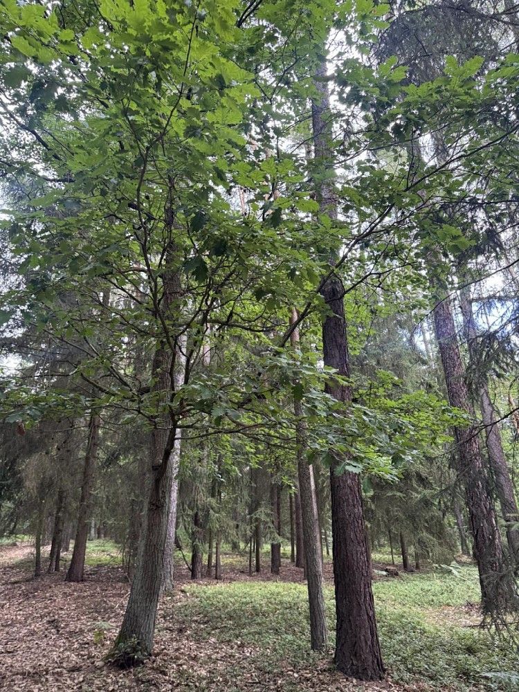 Prodej les - Dobříč - Čivice, okres Plzeň-sever, Plzeňský kraj - 1