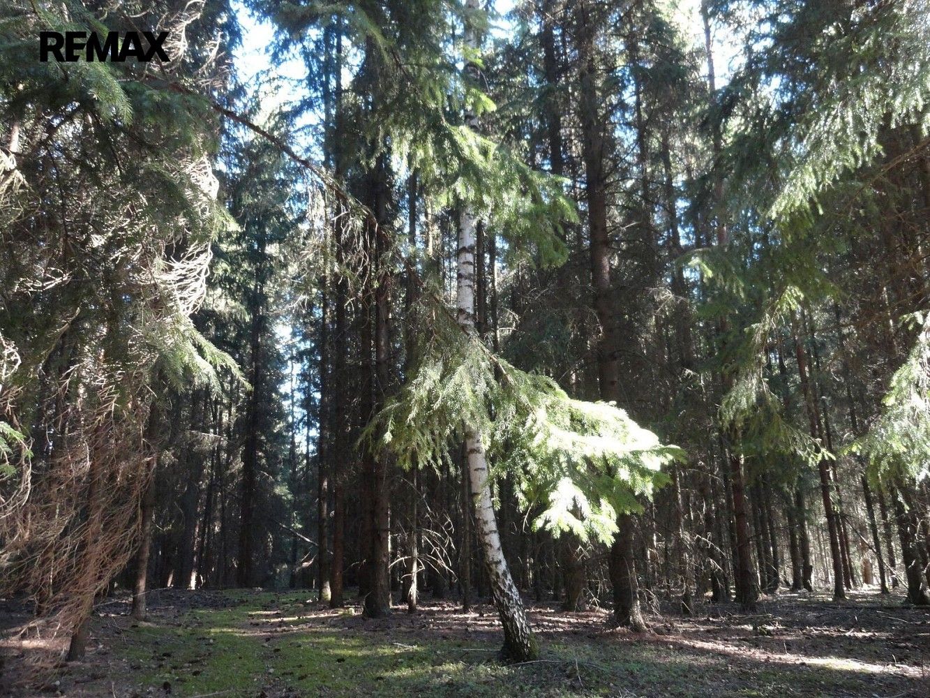 Les · Hlavňovice, okres Klatovy, Plzeňský kraj - 4
