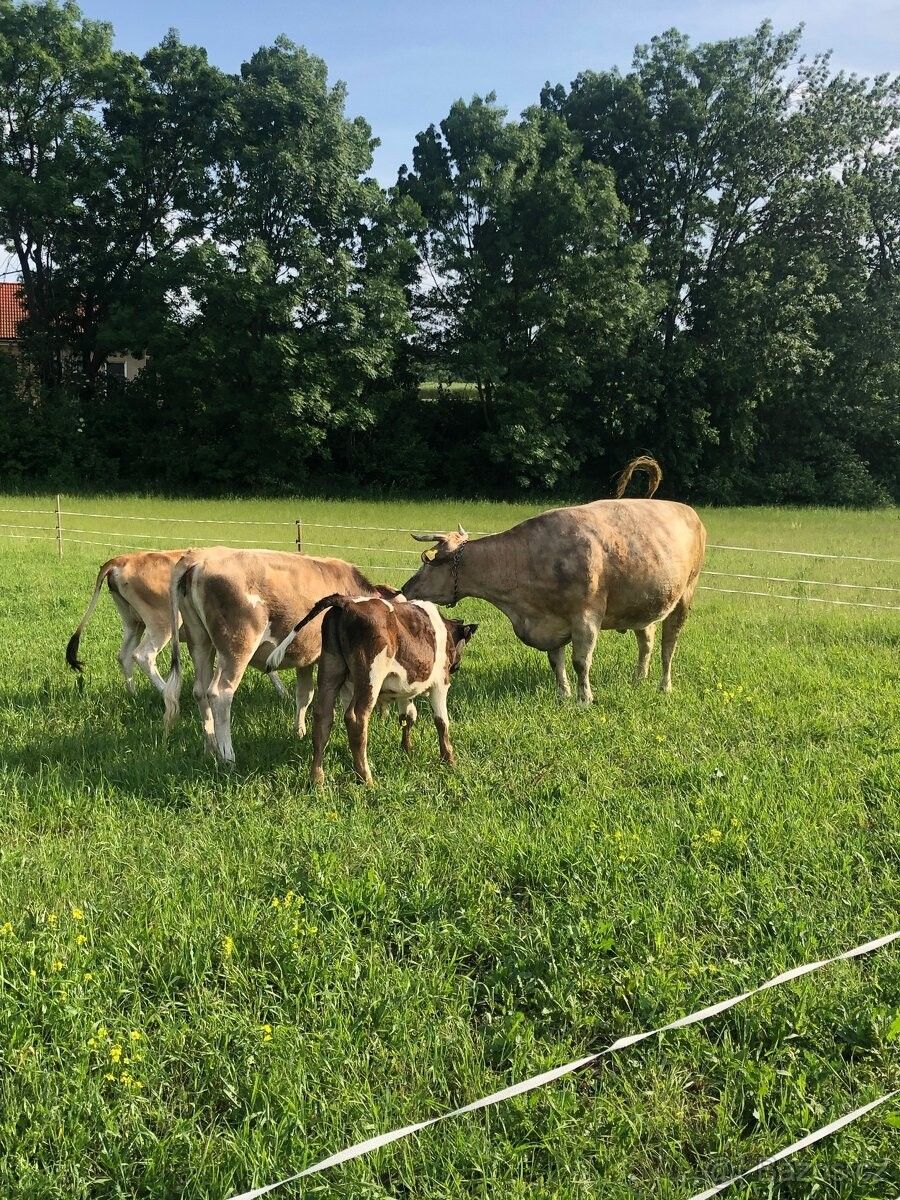 Pozemky pro bydlení, Budyně nad Ohří, 411 18