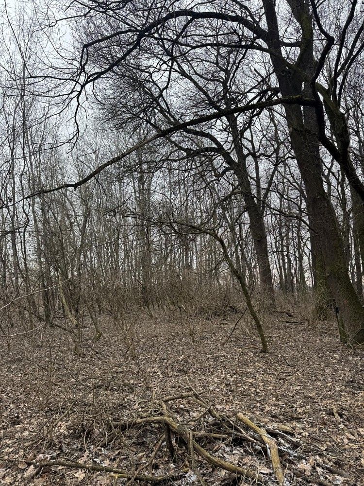 Lesy, Uherský Ostroh - Varnsdorf, okres Uherské Hradiště, Zlínský kraj - 2