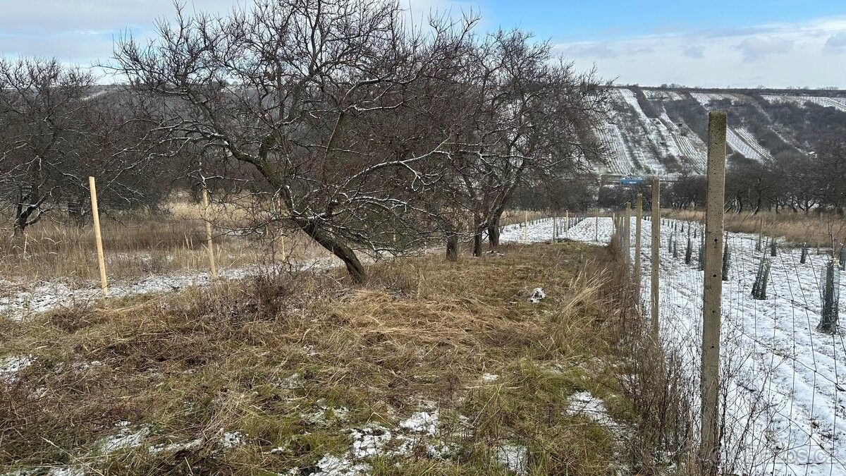 Zahrady, Němčičky u Břeclavi, 691 07