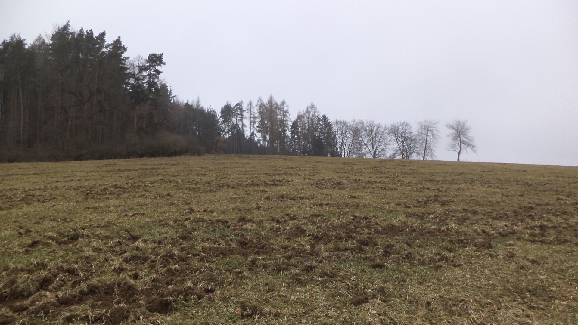 Zemědělské pozemky, Zvěstov Bořkovice, 9 983 m² - 2