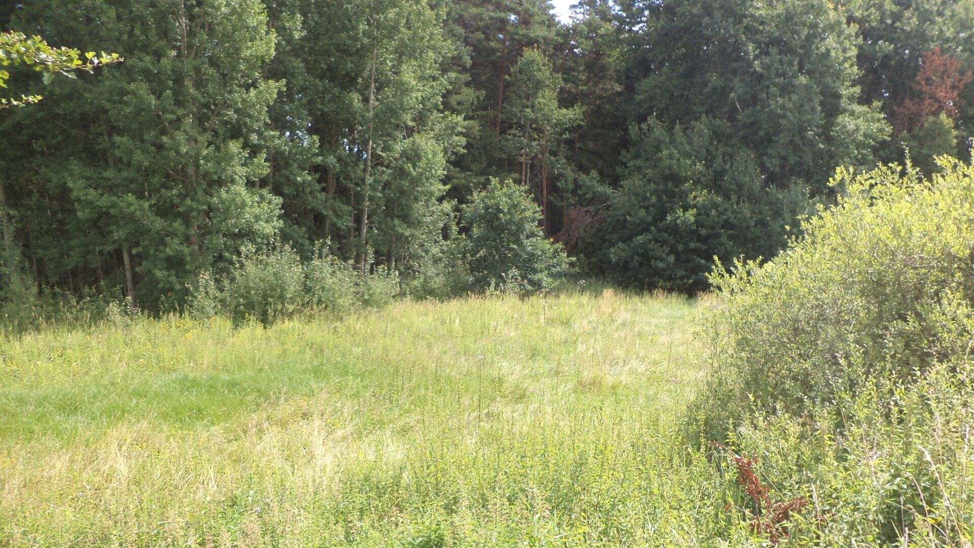Pozemek, 2 441 m²