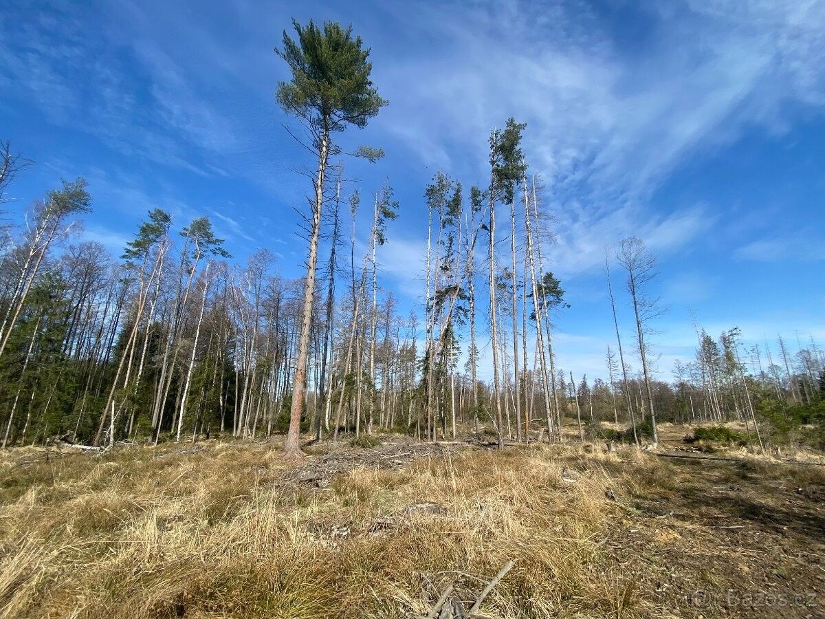 Lesy, Sázavka, 582 44, 11 150 m²