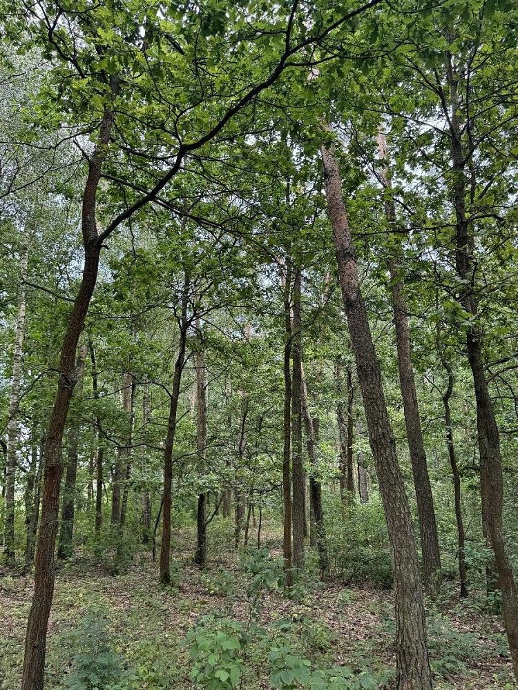 Les · Přelouč - Dolní Bělá, okres Pardubice, Pardubický kraj - 3