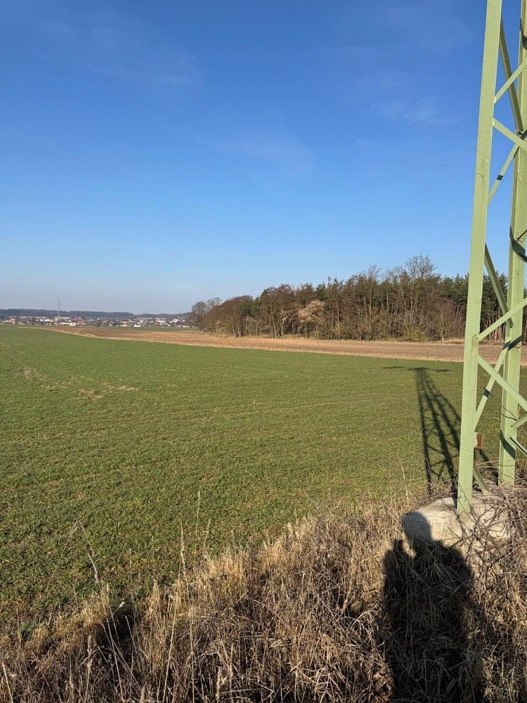 Lesy, Sojovice - Drnovice, okres Mladá Boleslav, Středočeský kraj - 1