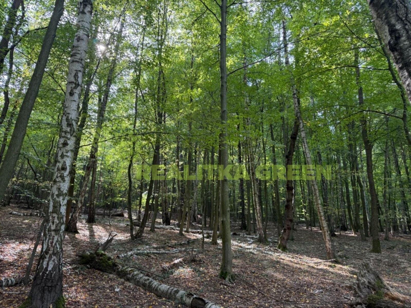 Prodej les - Lechotice, 6 667 m² - 2