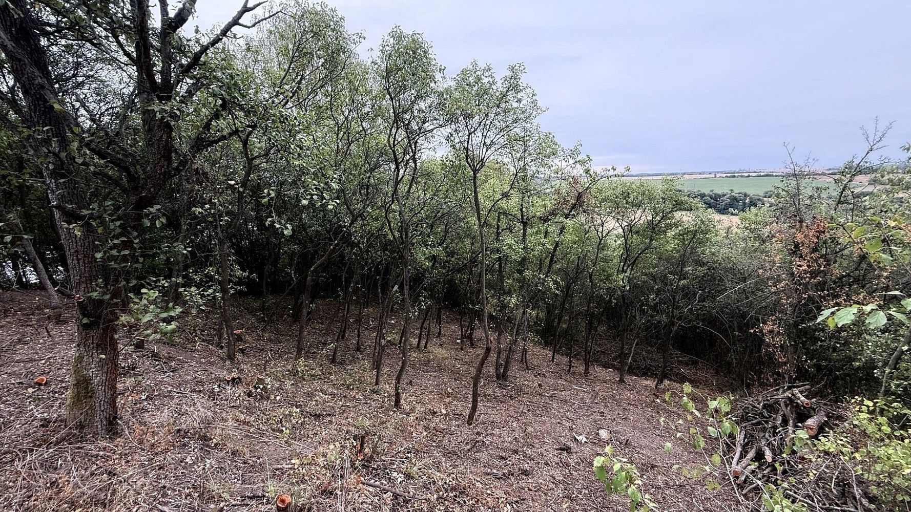 Zahrada · Brandýsek, okres Kladno - 3