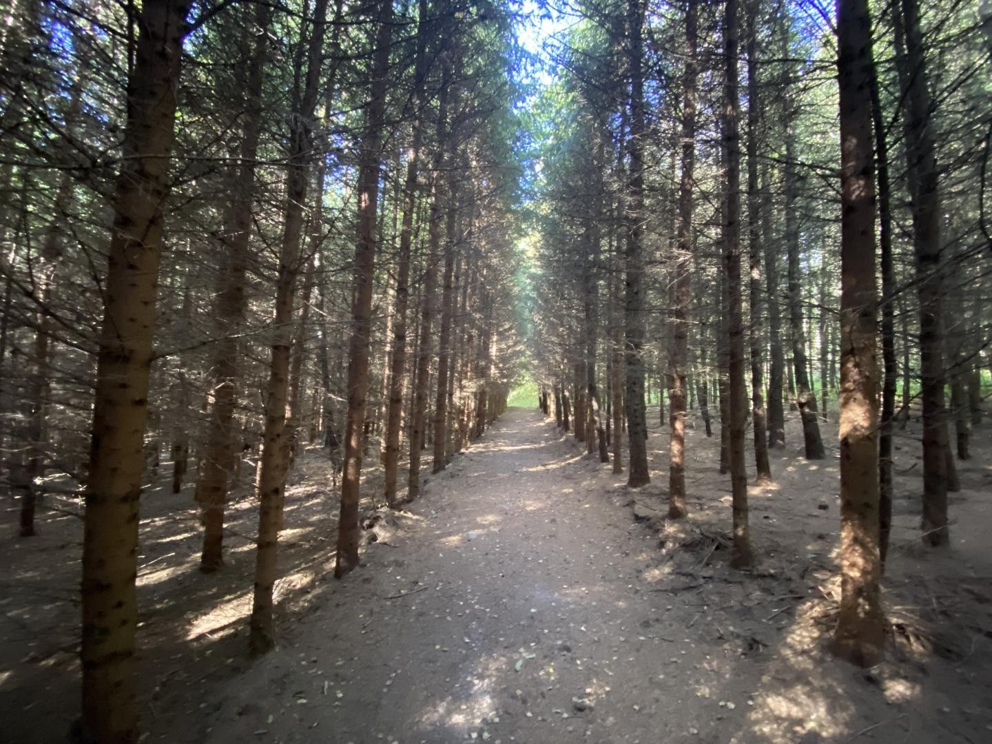 Lesy, Horní Lánov, Lánov