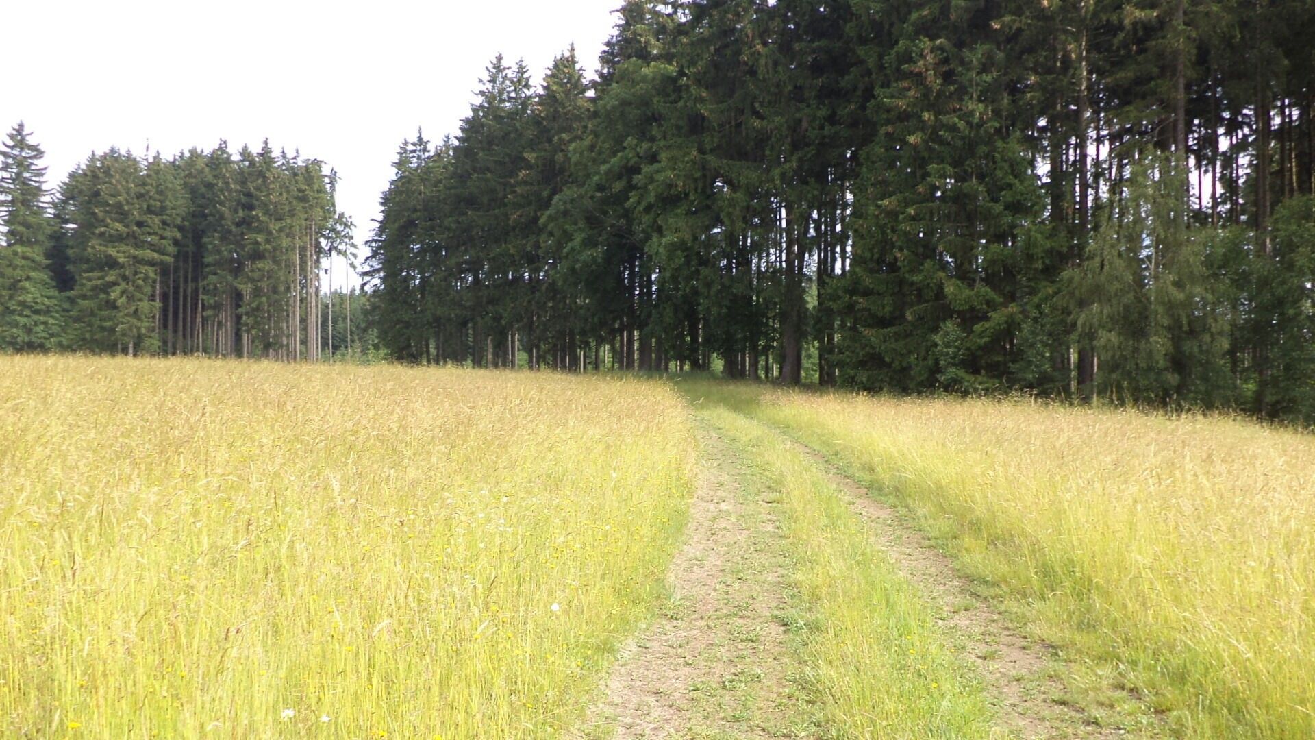 Pozemek · 4 031 m² · Horní Štěpánov - 3