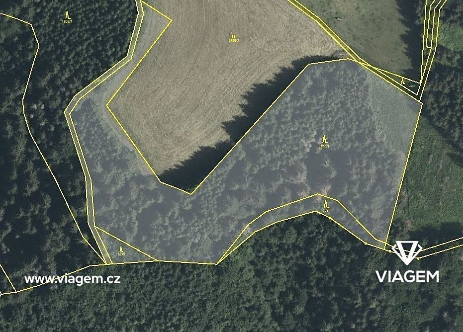 Lesy, Cotkytle, okres Ústí nad Orlicí, Pardubický kraj - 1