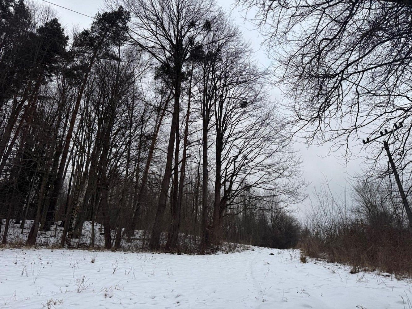 Lesy, Malá Bystřice - Velešovice, okres Vsetín, Zlínský kraj