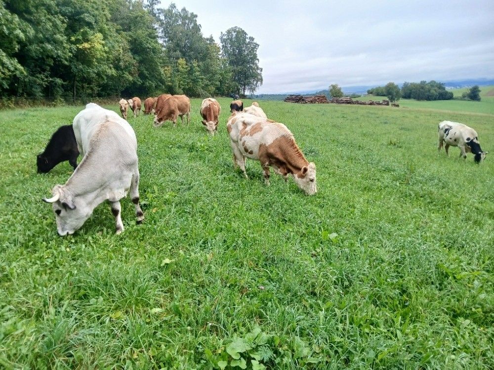 Pozemky pro bydlení, Klatovy, 339 01