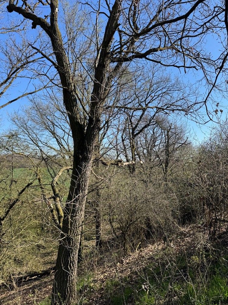 Prodej pozemek - Černín - Horní Bříza, okres Znojmo, Jihomoravský kraj - 5