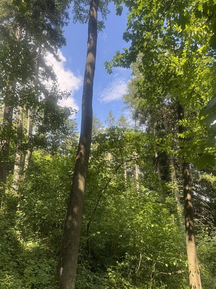 Lesy, Dobříč - Čivice, okres Plzeň-sever, Plzeňský kraj - 2