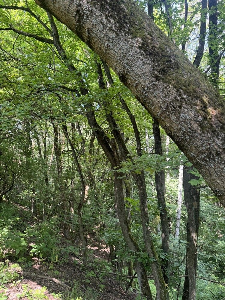 Lesy, Dobříč - Čivice, okres Plzeň-sever, Plzeňský kraj - 2