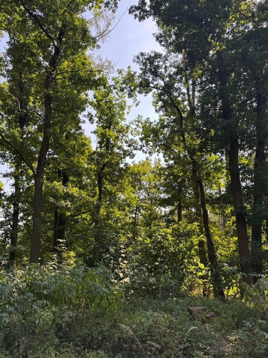 Pozemky pro bydlení, Bolehošť, 517 31