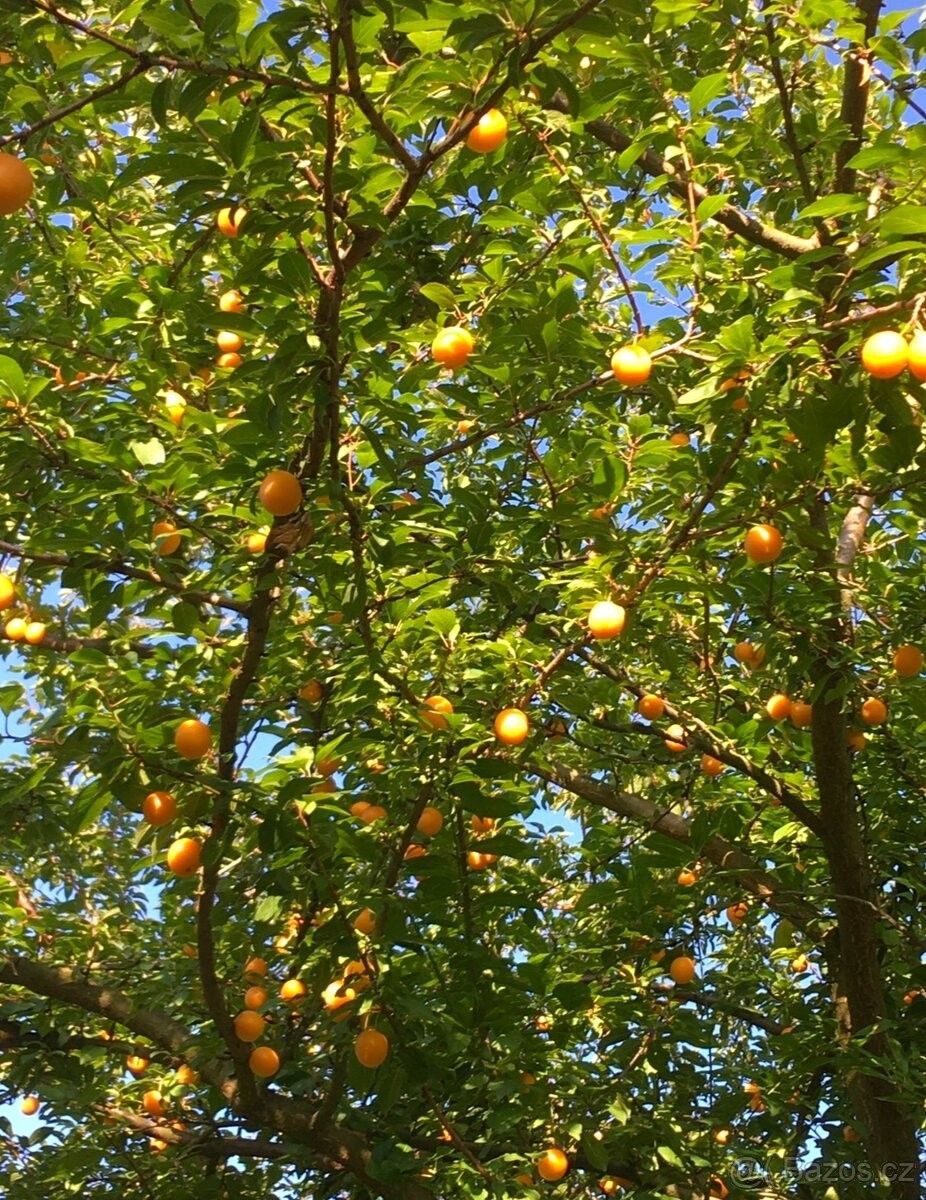 Pronájem zahrada - Bařice-Velké Těšany, 767 01