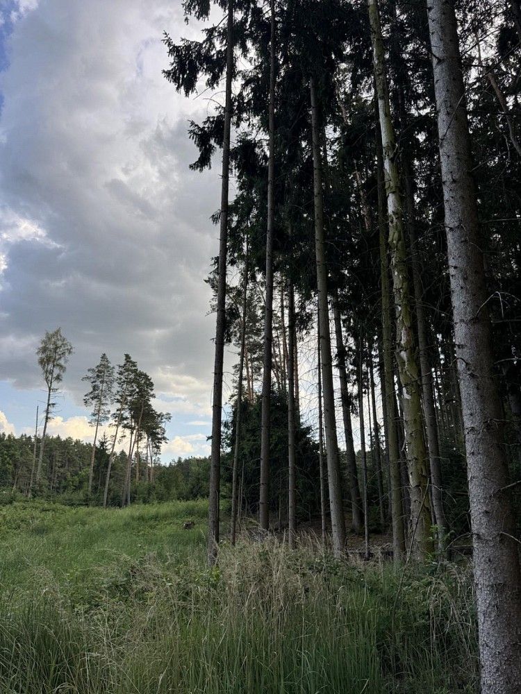 Les · Jiříkov - Starý Jiříkov, okres Děčín, Ústecký kraj - 3