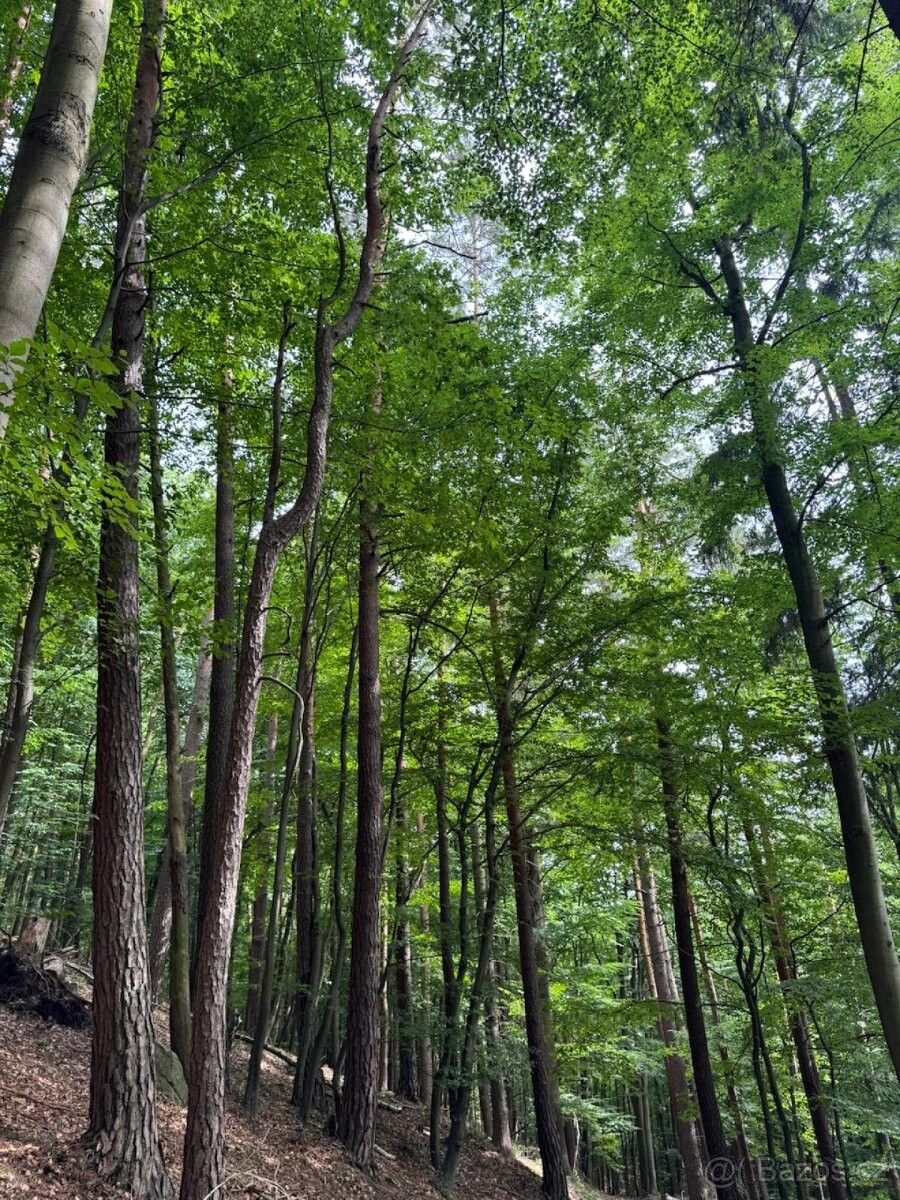 Pozemky pro bydlení, Olšany u Šumperka, 789 62