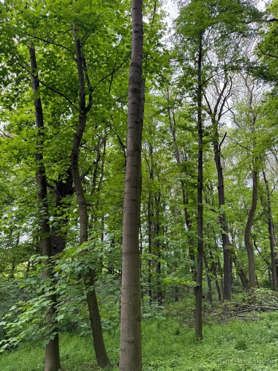 Pozemky pro bydlení, Opava, 746 01