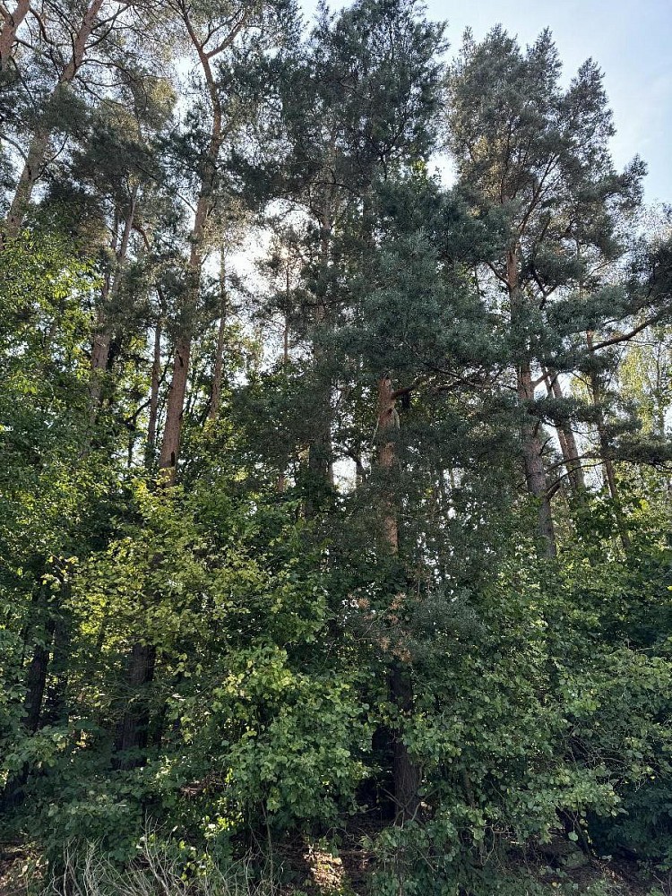 Pozemek · Hradiště - Nýřany - 4
