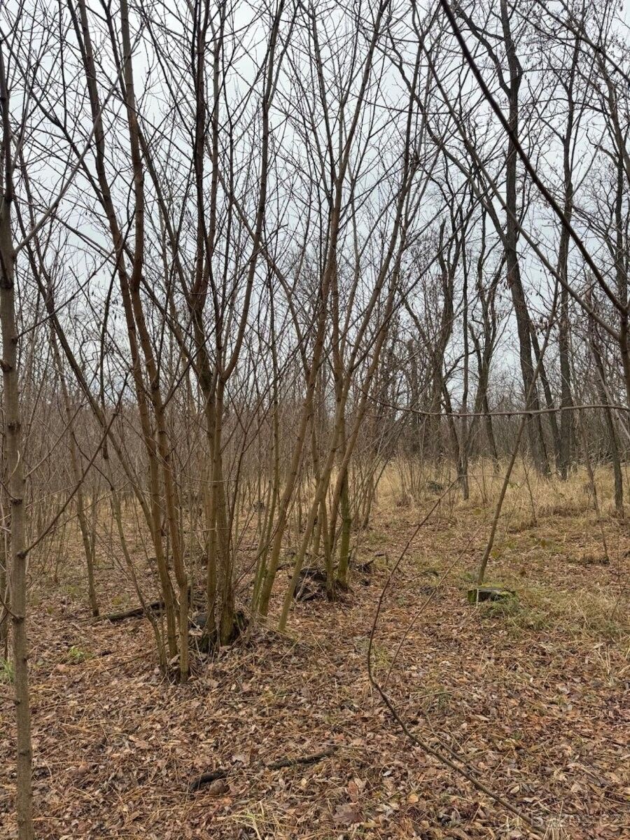 Prodej pozemek pro bydlení - Moravský Krumlov, 672 01