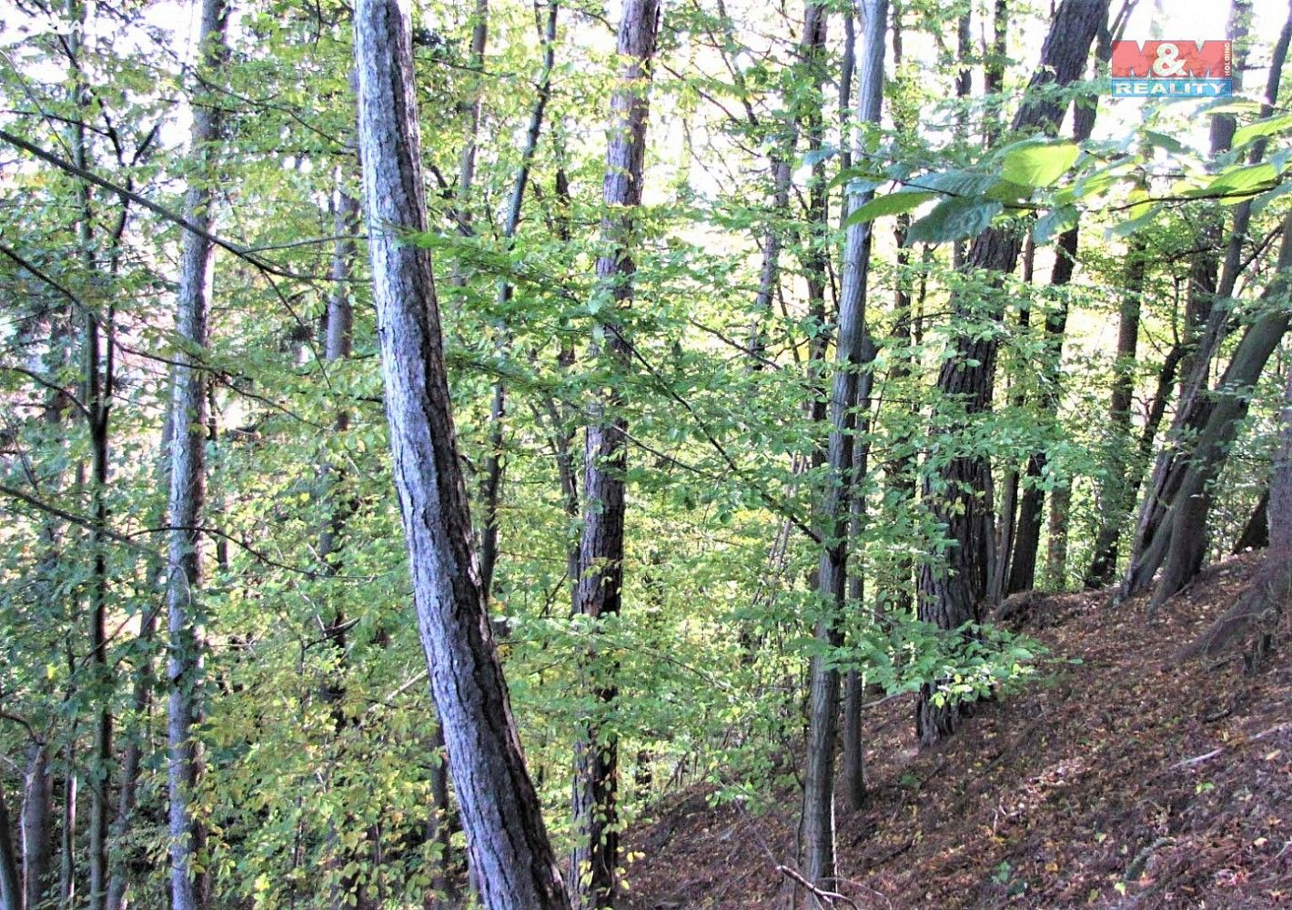 Les · Huslenky, okres Vsetín, Zlínský kraj - 3