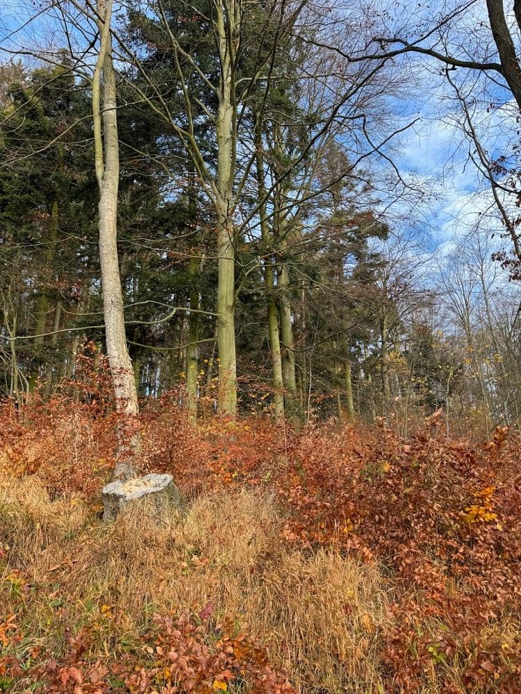 Prodej les - Dzbel - Horní Bělá, okres Prostějov, Olomoucký kraj - 5